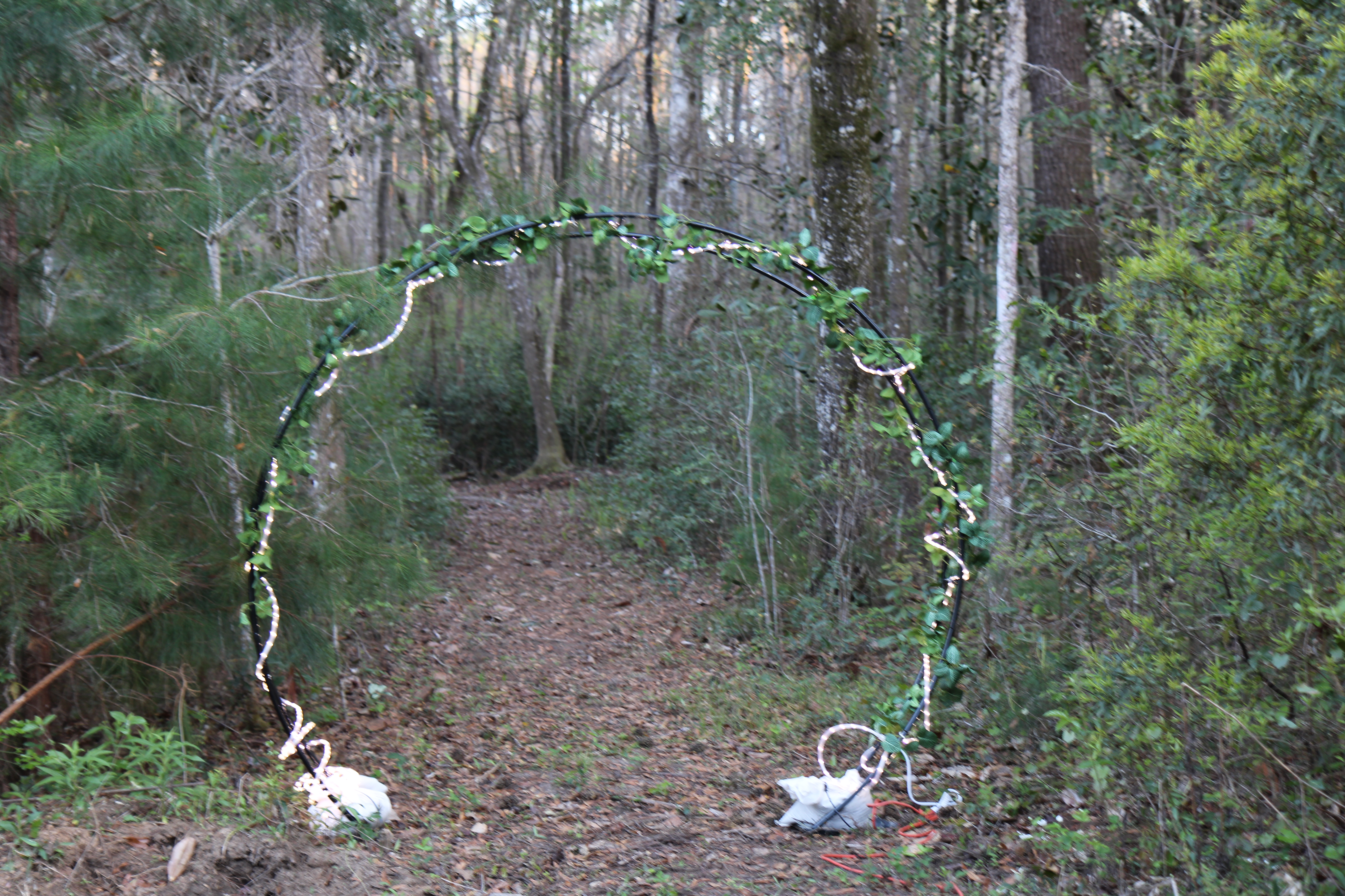 A vine-and-light archway opening into the woods at Nashaway