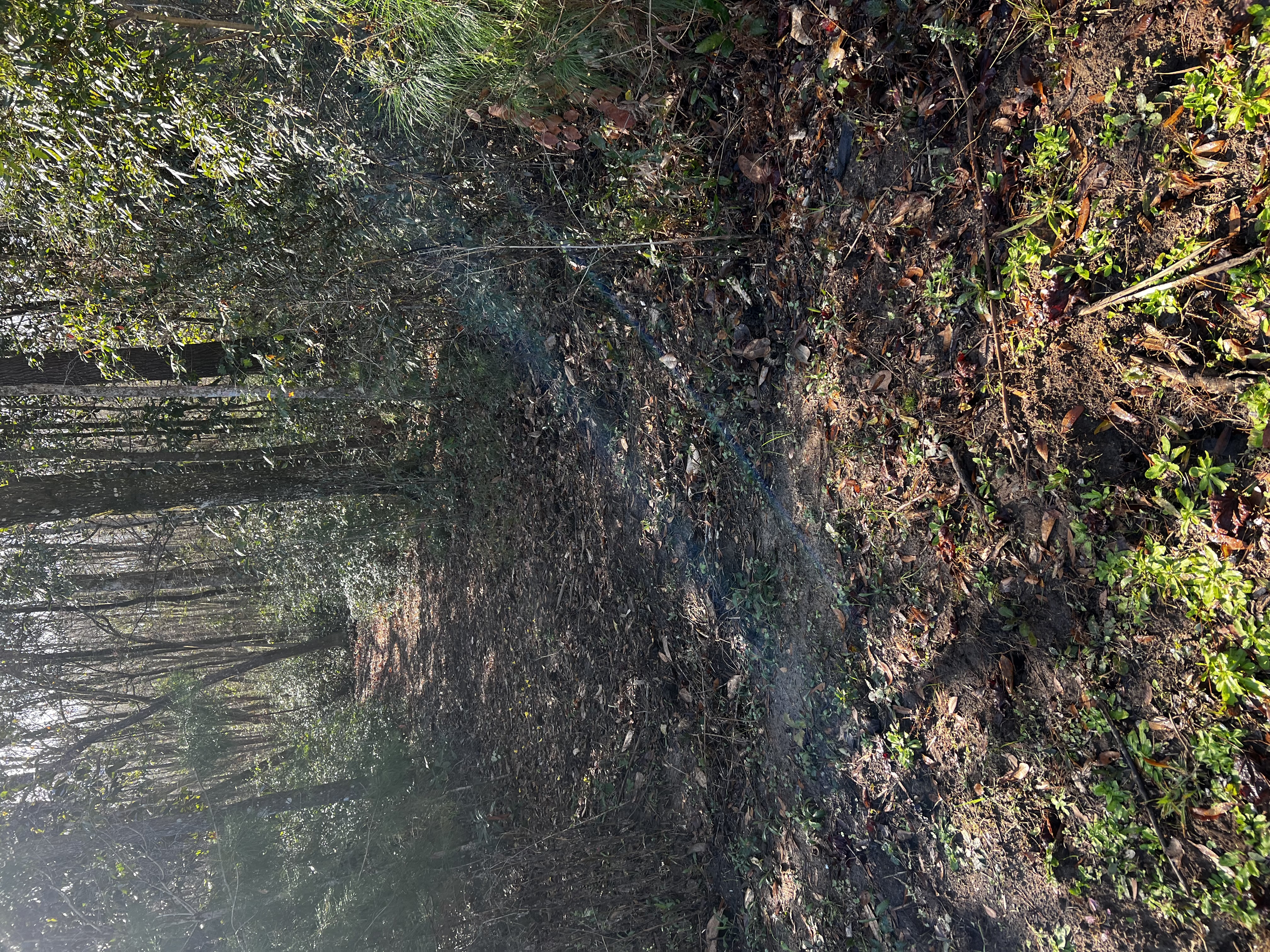 Forest path winding through the Nashaway grounds